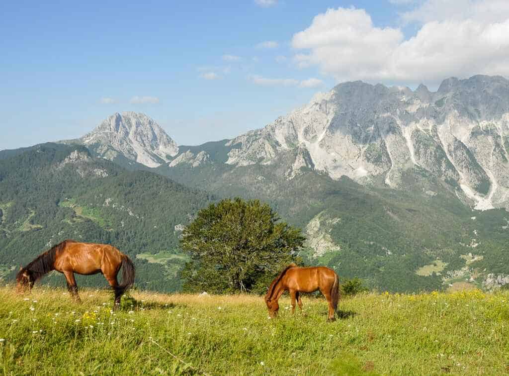Cime dei Balcani Tour Albania Cavalli di fronte alle alte vette
